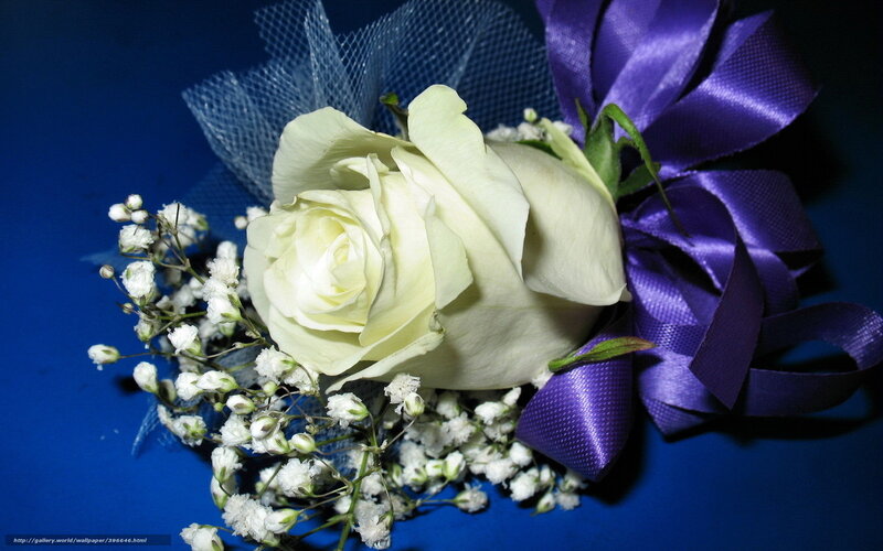 white rose corsage with purple ribbon