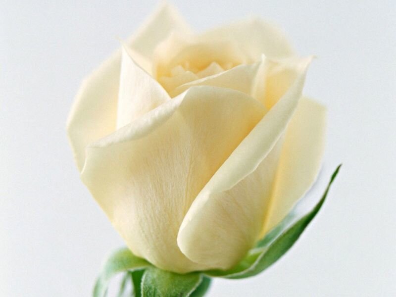 white rose flower
