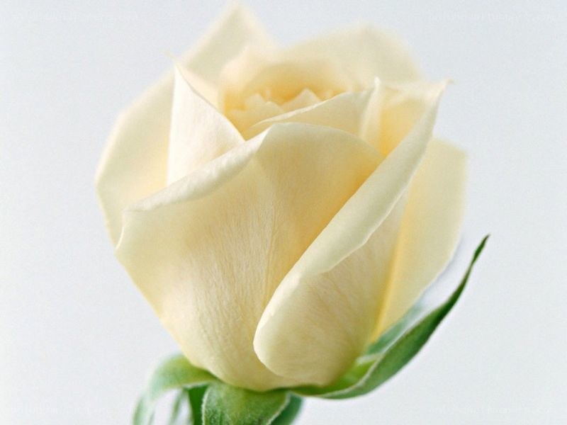 white rose flower