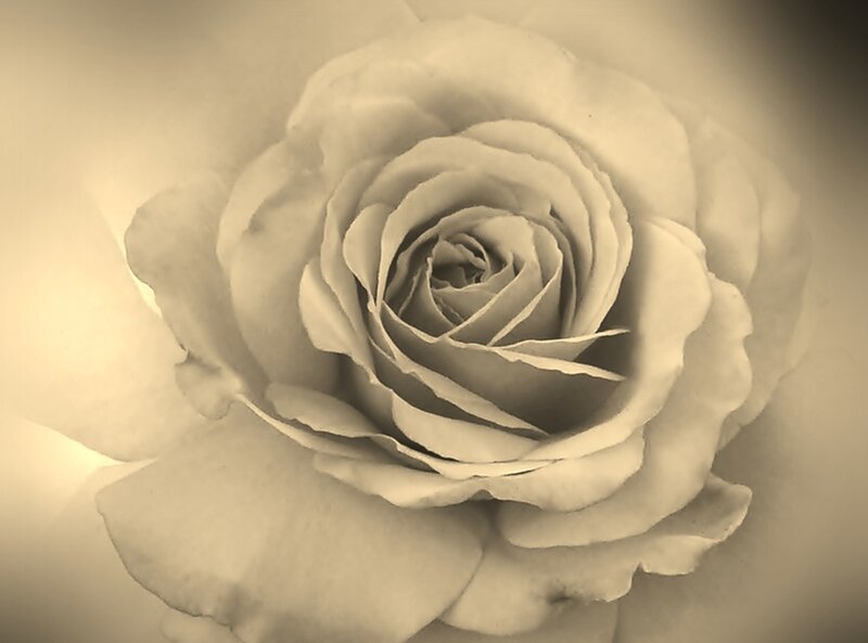 White Rose Flower — Beige, Serene, Photograph