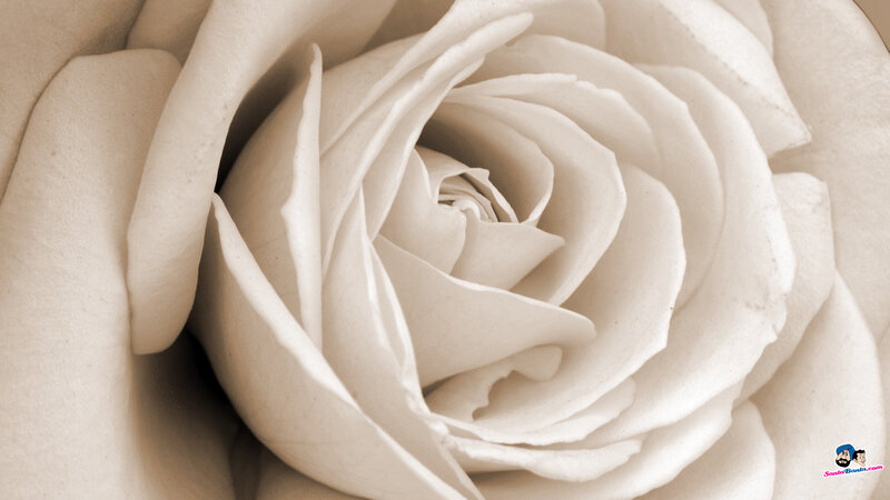 White Rose Flower — Beige, Serene