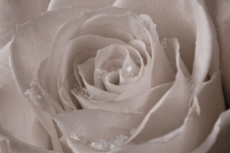 White Rose Flower — Beige