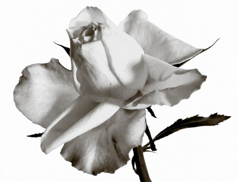 White Rose Flower — Black, Calm