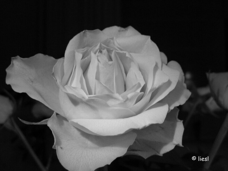 White Rose Flower — Black, Dramatic, Night