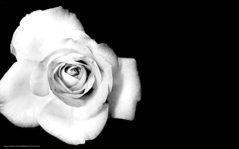 White Rose Flower — Black, Dramatic, Photograph, Black Background