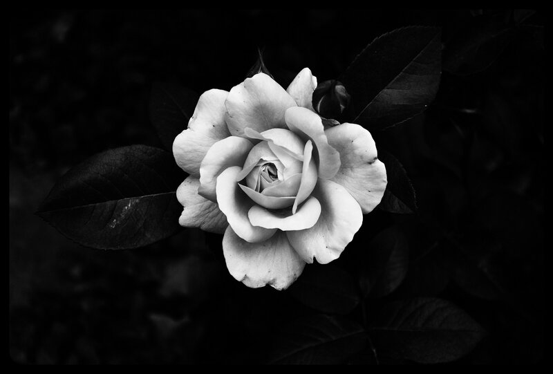 White Rose Flower — Black, Dramatic, Photograph, Leaf