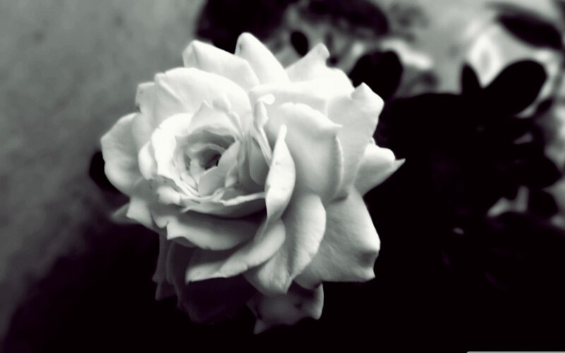 White Rose Flower — Black, Dramatic, Photograph, Leaves