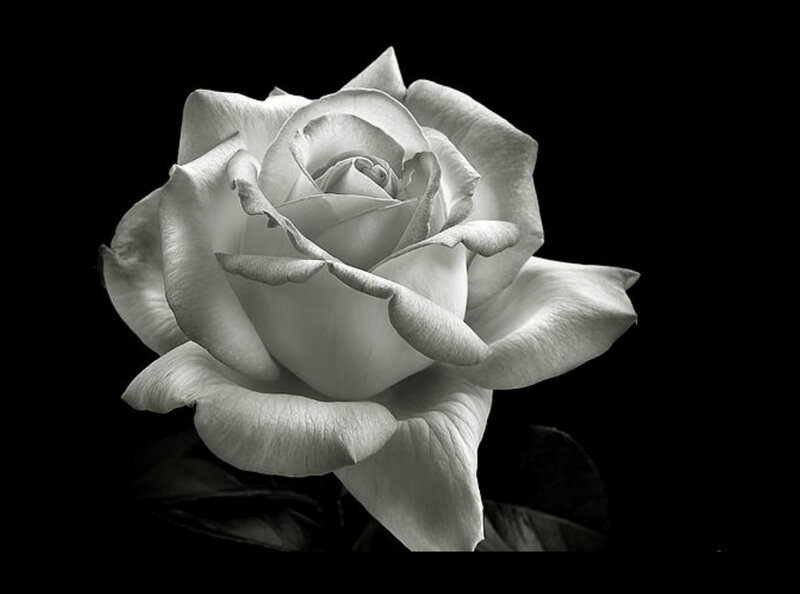 White Rose Flower — Black, Dramatic, Photograph, Petals, Leaf