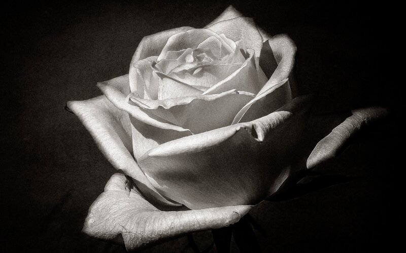 White Rose Flower — Black, Dramatic, Photograph, Petals, Stem