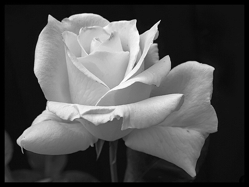 White Rose Flower — Black, Dramatic, Photograph, Petals