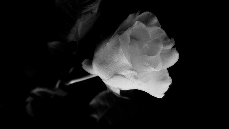White Rose Flower — Black, Dramatic, Photograph, Stem
