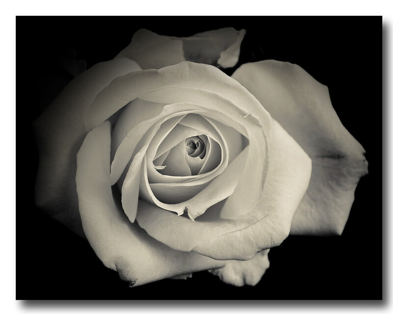 White Rose Flower — Black, Dramatic, Photograph