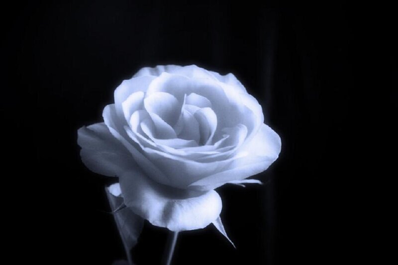 White Rose Flower — Black, Dramatic