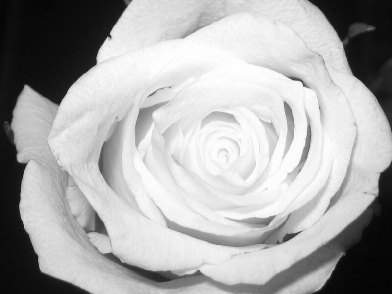 White Rose Flower — Black, Serene, Photograph, Petals