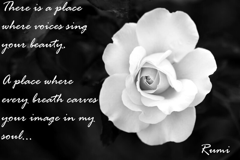 White Rose Flower — Black, Serene, Photograph, Text