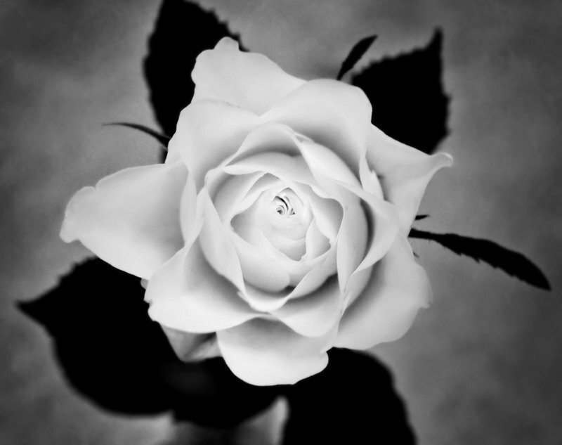 White Rose Flower — Black, Serene, Photograph
