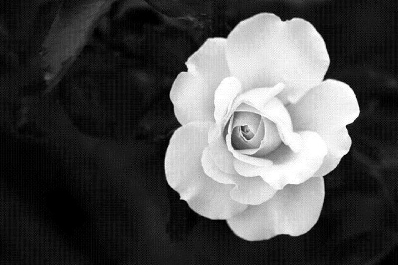 White Rose Flower — Black, Serene