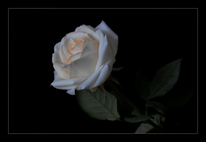 White Rose Flower — Black
