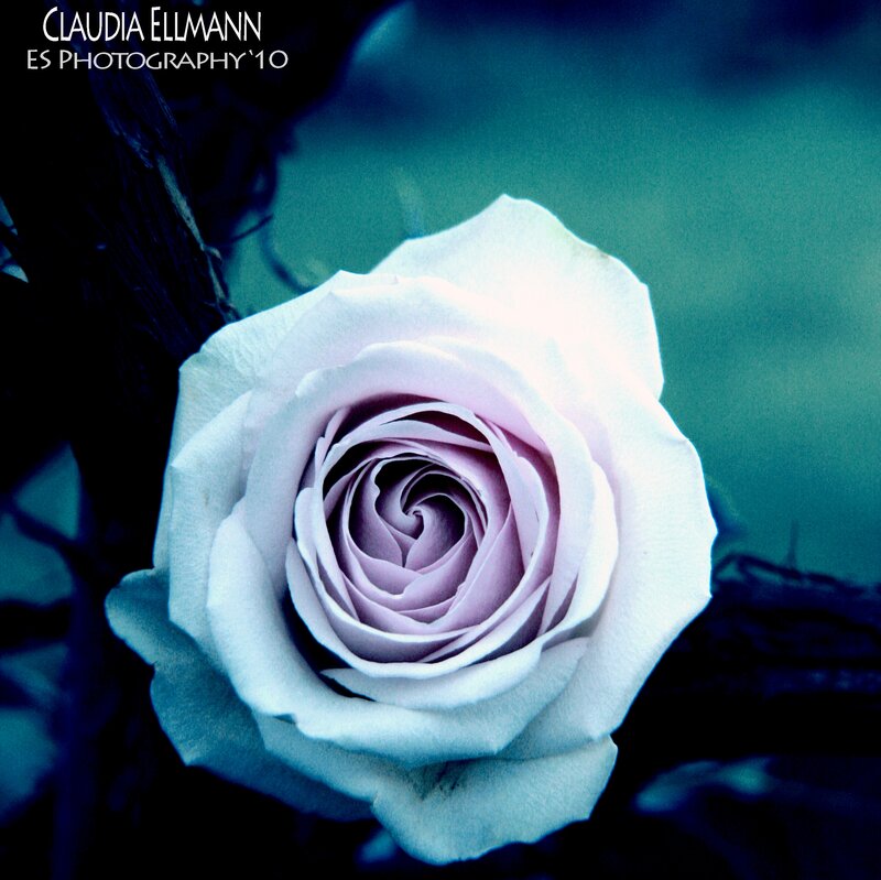 White Rose Flower — Blue, Dramatic