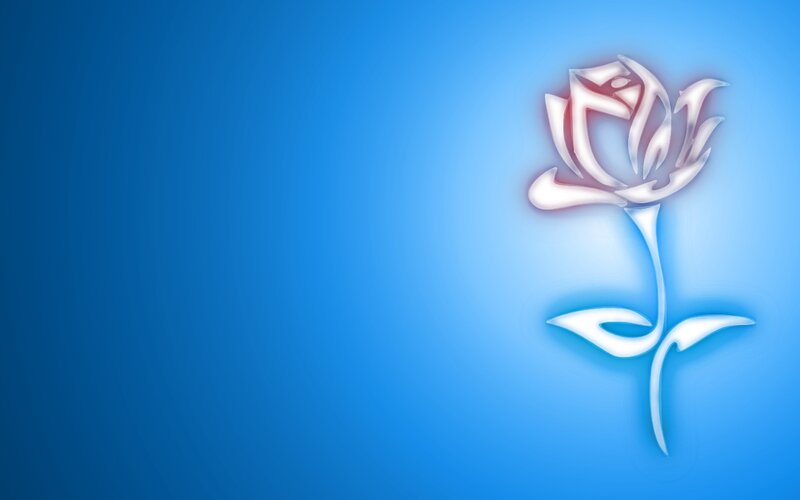 White Rose Flower — Blue, Serene