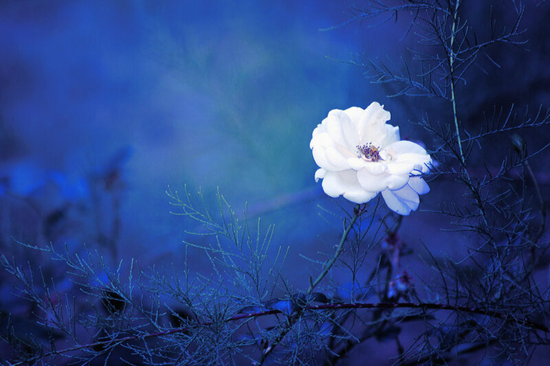 White Rose Flower — Blue