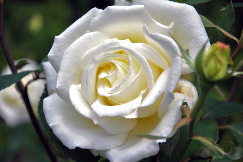 White Rose Flower — Calm, Afternoon, Photograph, Bud, Leaves