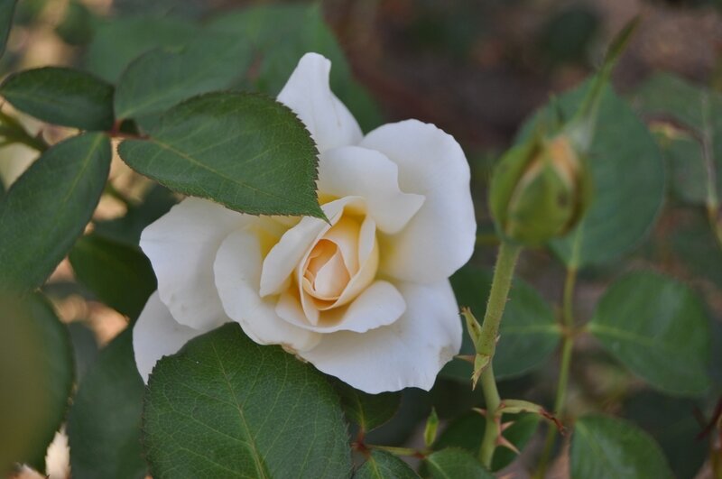 White Rose Flower — Calm, Afternoon, Photograph, Bud