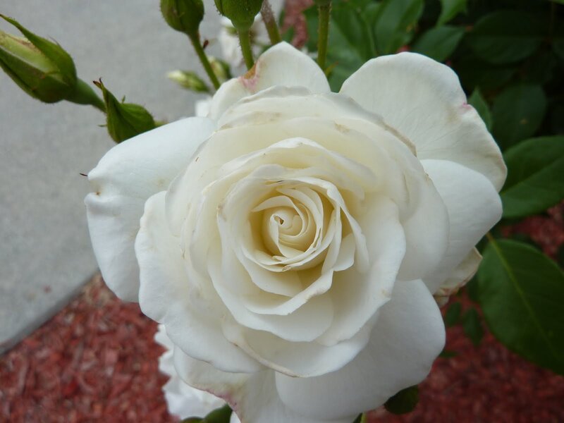 White Rose Flower — Calm, Afternoon, Photograph, Buds