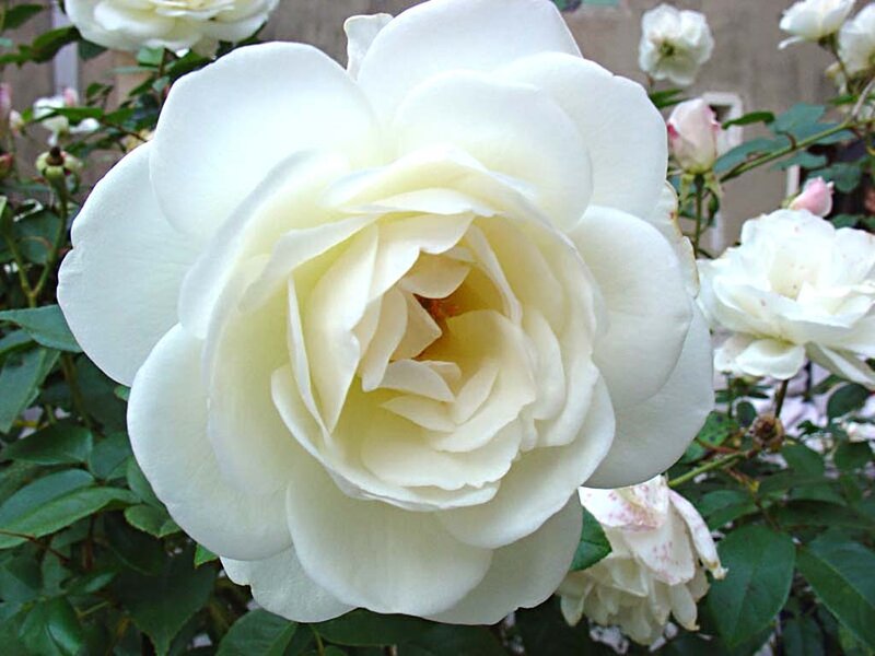 White Rose Flower — Calm, Afternoon, Photograph, Green Leaves, Buds