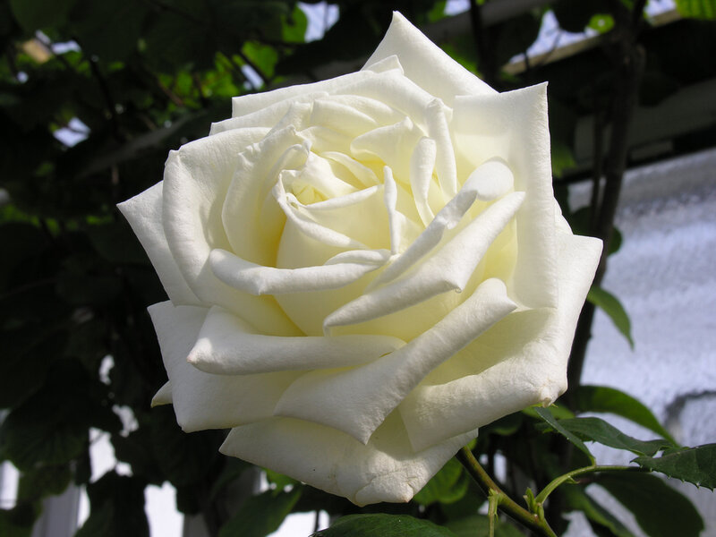 White Rose Flower — Calm, Afternoon, Photograph, Green Leaves, Stem