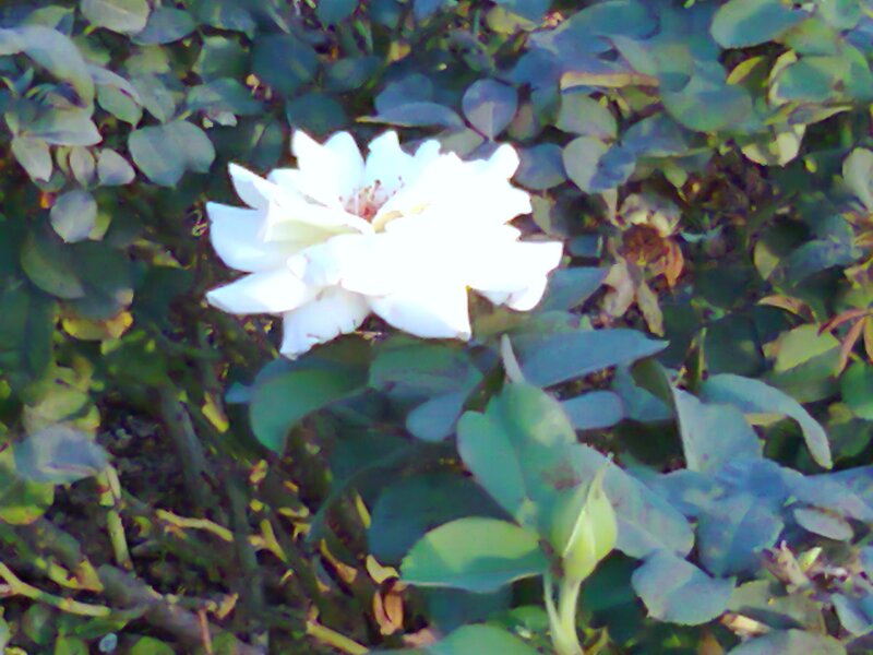 White Rose Flower — Calm, Afternoon, Photograph, Green Leaves