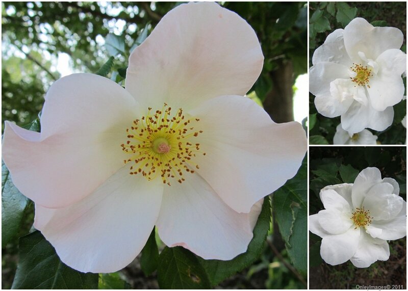 White Rose Flower — Calm, Afternoon, Photograph, Petals, Leaves