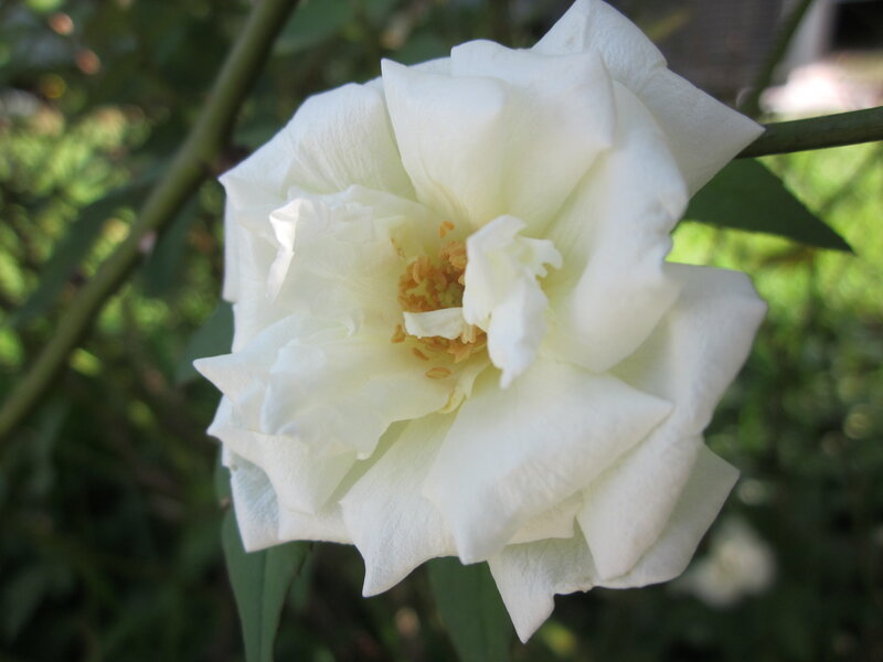 White Rose Flower — Calm, Afternoon, Photograph, Stem