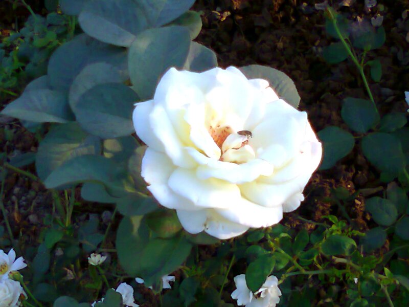 White Rose Flower — Calm, Afternoon, Photograph