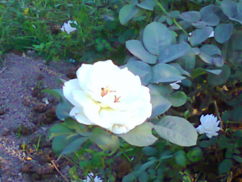 White Rose Flower — Calm, Afternoon