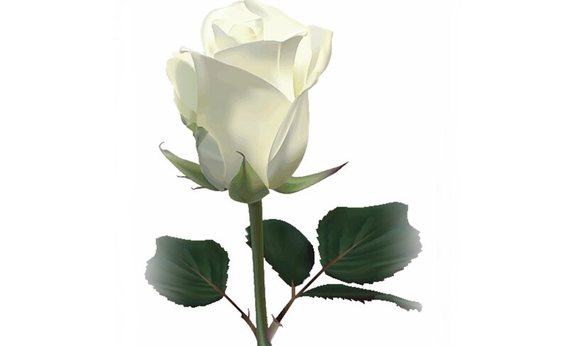 White Rose Flower — Calm, Digital Art