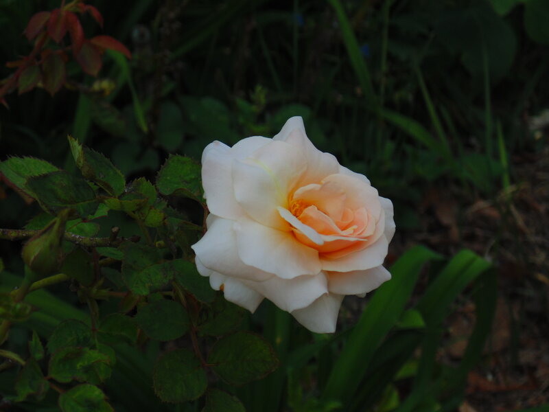White Rose Flower — Calm, Night