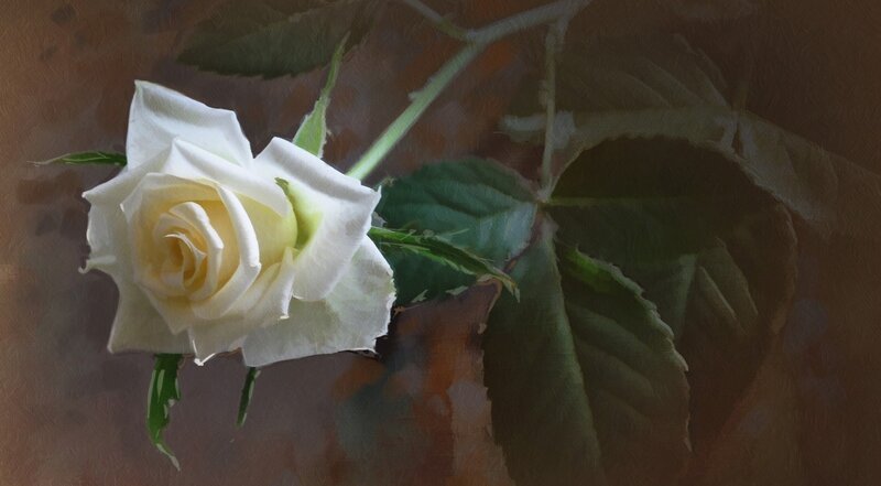 White Rose Flower — Calm, Painting, Stem