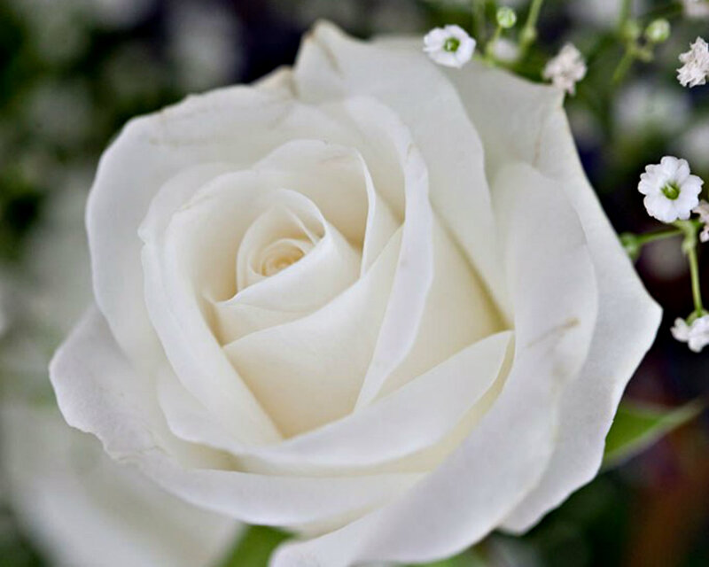 White Rose Flower — Calm, Photograph, Baby's Breath