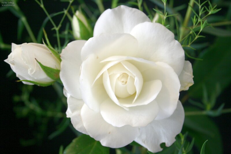 White Rose Flower — Calm, Photograph, Bud, Leaves