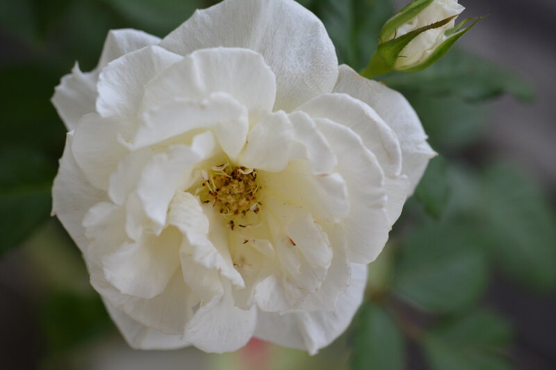 White Rose Flower — Calm, Photograph, Bud