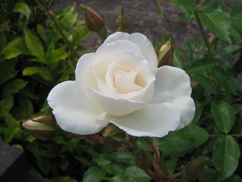 White Rose Flower — Calm, Photograph, Buds
