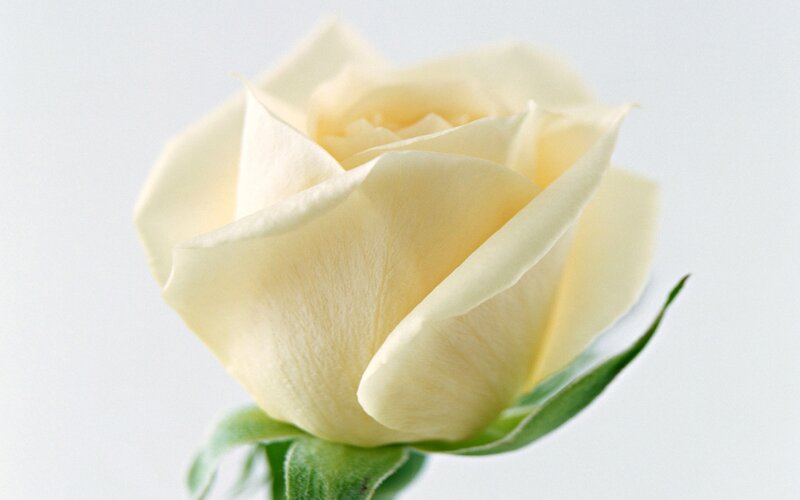 White Rose Flower — Calm, Photograph, Green Leaf, Stem