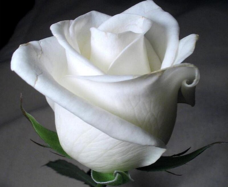 White Rose Flower — Calm, Photograph, Green Leaf
