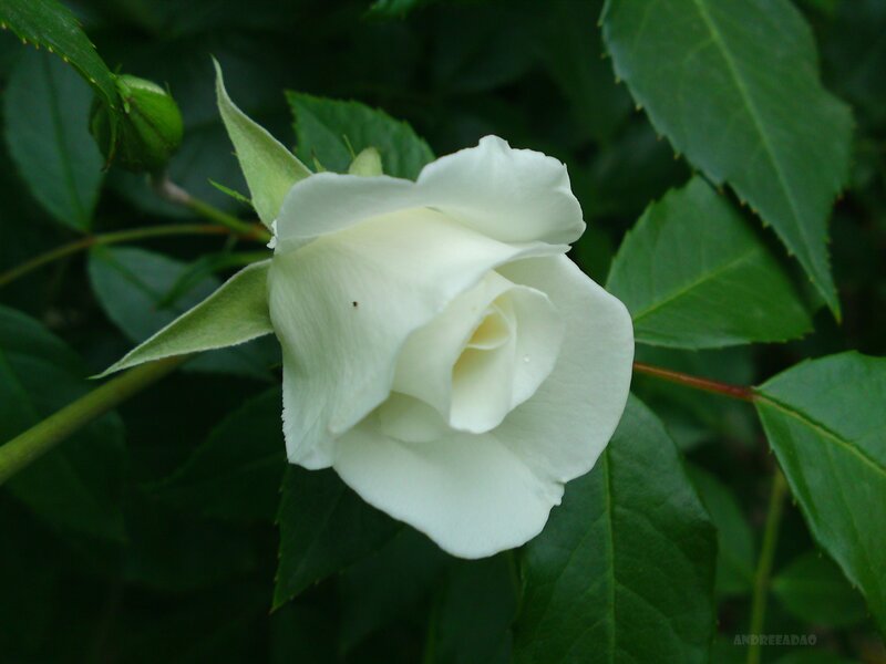 White Rose Flower — Calm, Photograph, Green Leaves, Bud, Green