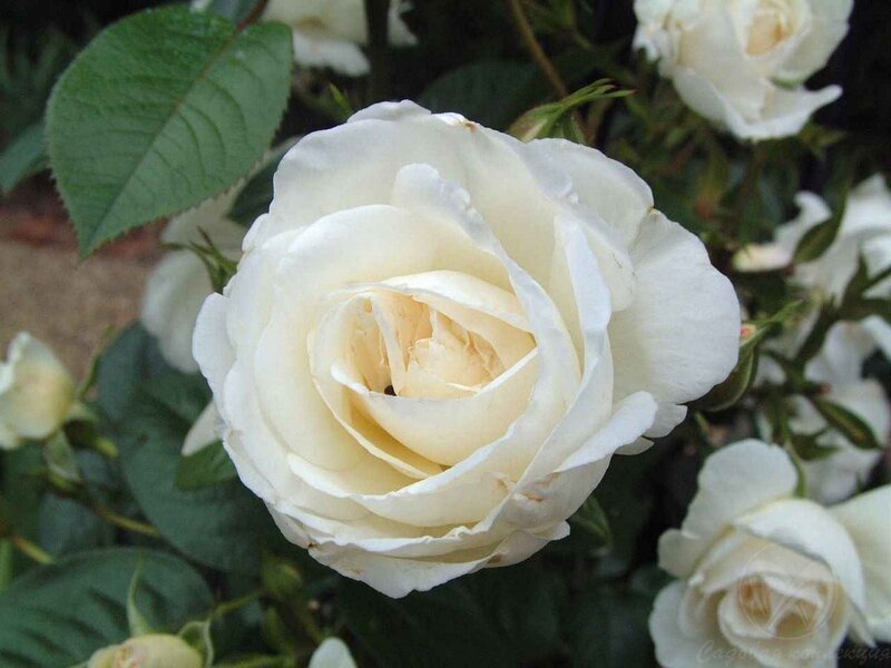 White Rose Flower — Calm, Photograph, Green Leaves, Buds