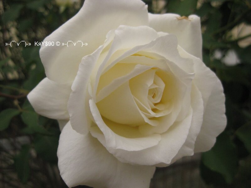 White Rose Flower — Calm, Photograph, Green Leaves, Text Overlay