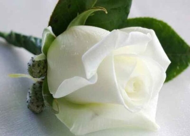 White Rose Flower — Calm, Photograph, Leaf, Bud