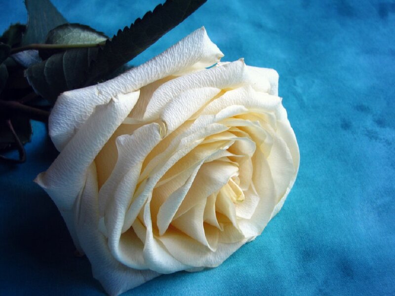 White Rose Flower — Calm, Photograph, Leaf, Stem