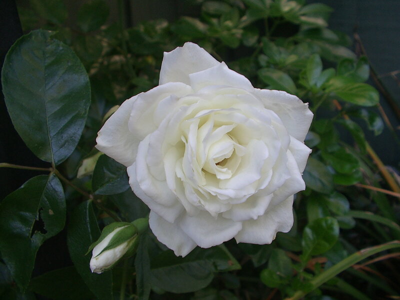 White Rose Flower — Calm, Photograph, Leaf